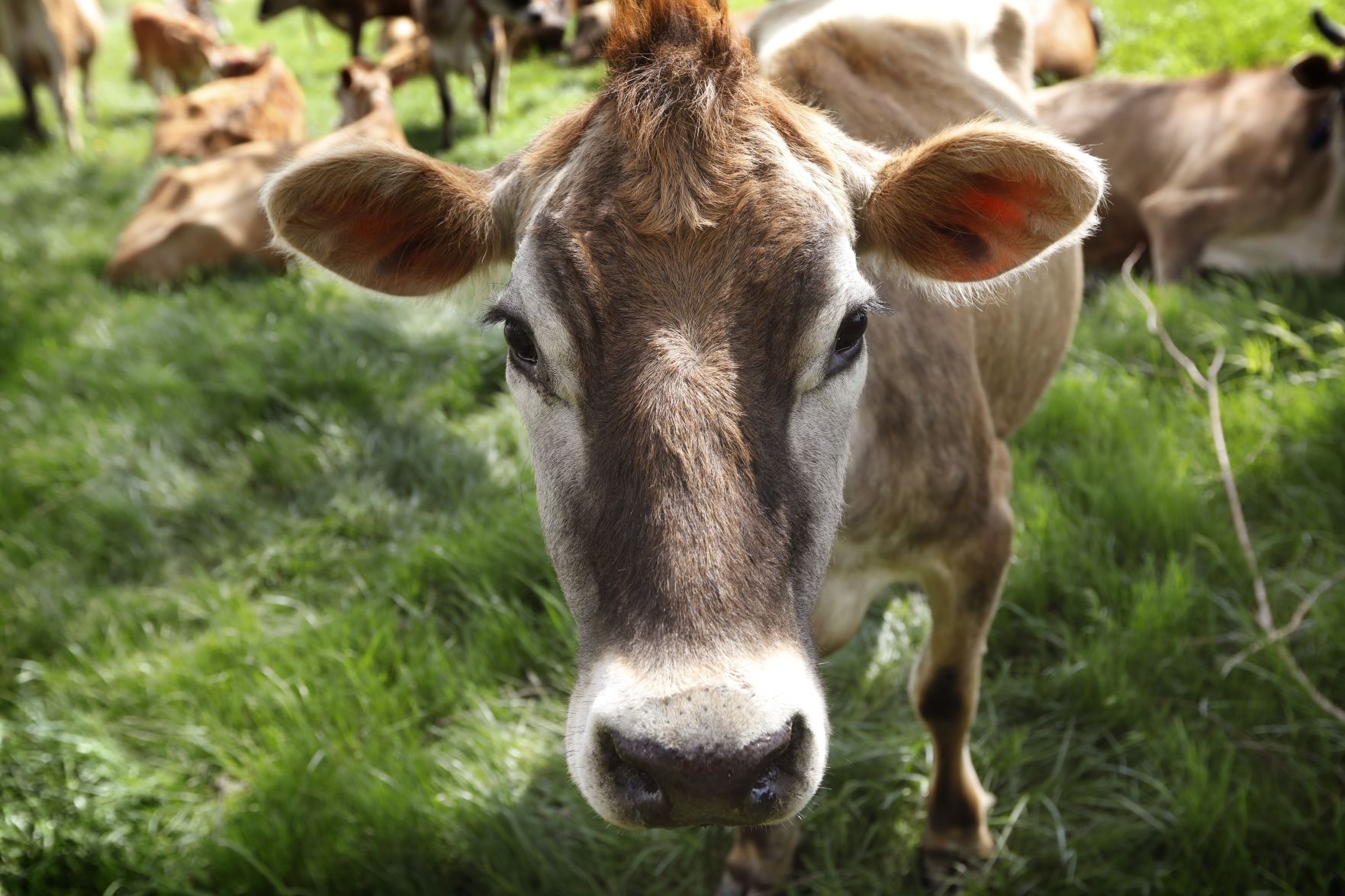 Burger King Cows